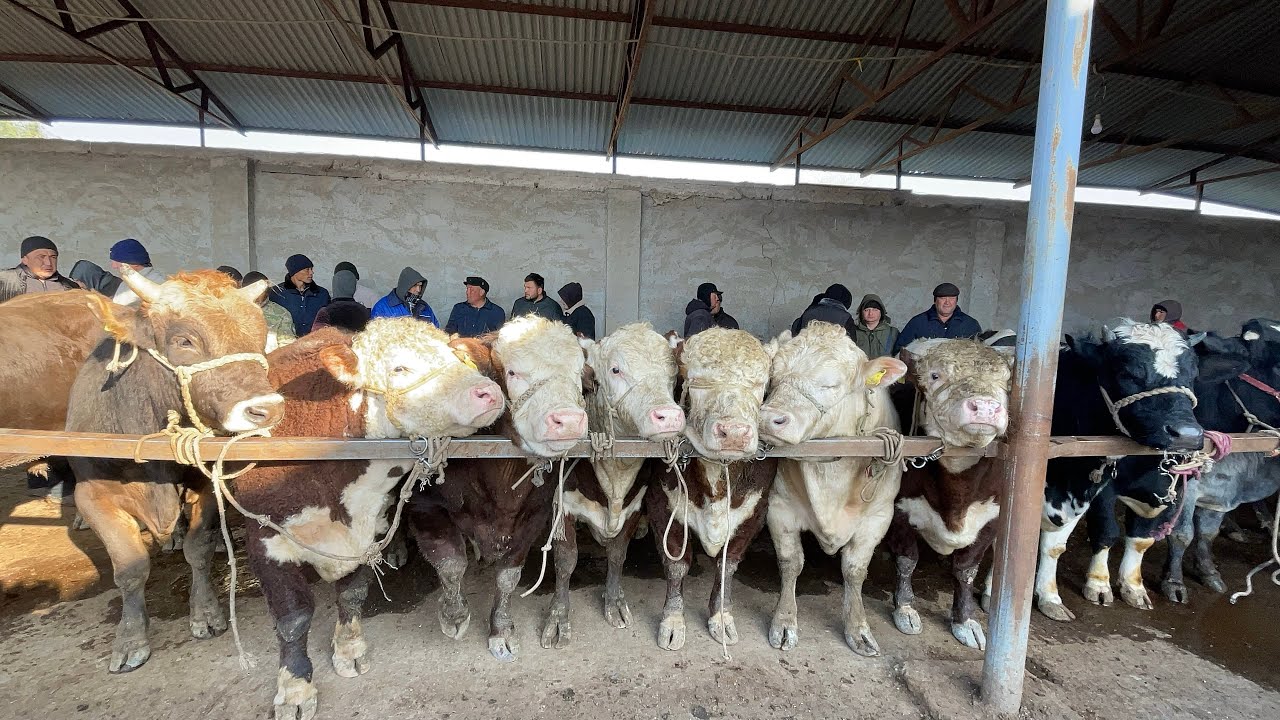 12 mart 2026  yil  Samarqand OQDARYO YANGI QURGʻON MOL BOZORI