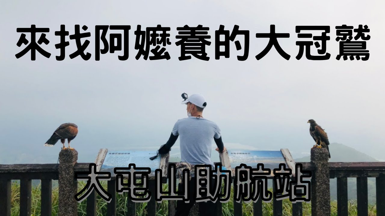 【老K馴鷹】｜Hawk training｜遠征大屯山助航站！天氣變化無常！收還是放？全憑訓練者當下的決定！