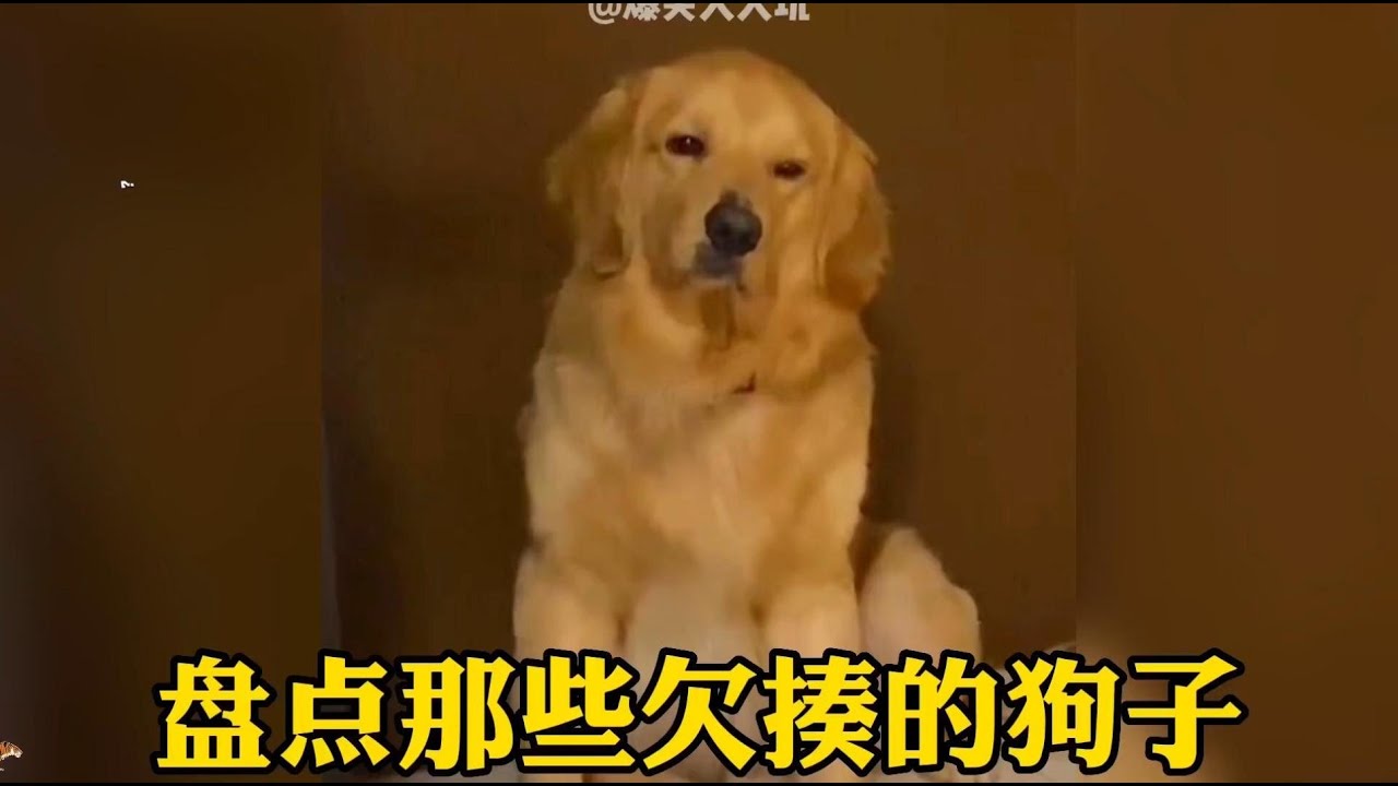 盤點那些欠揍的狗子，打一頓就好了