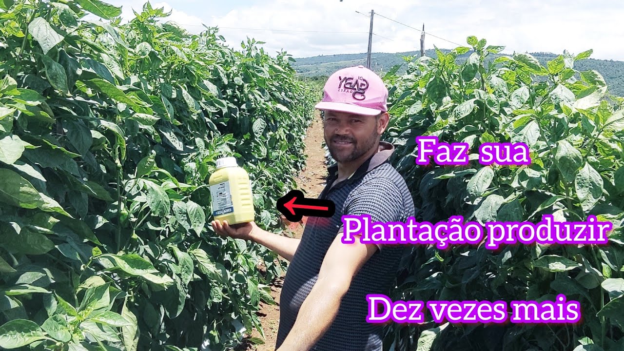 Como evitar  oídio ou míldio em  sua plantações.
