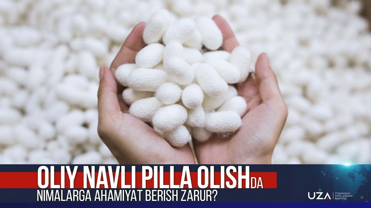 Oliy navli pilla olishda nimalarga ahamiyat berish zarur?