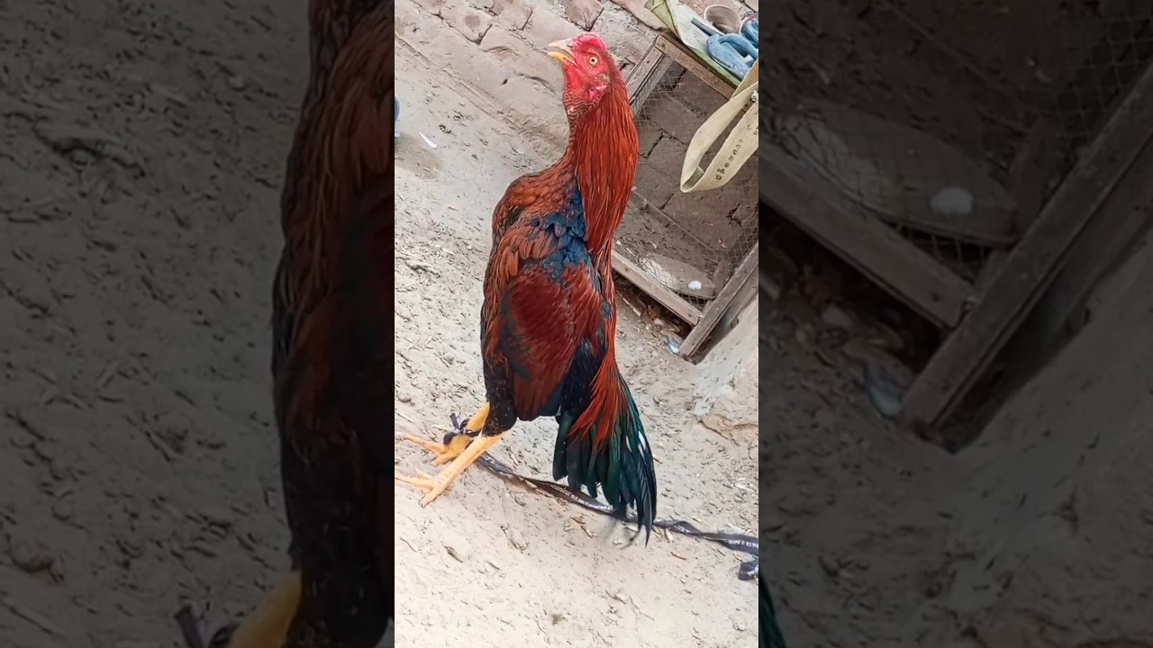 Aseel Murga Ki Awaaz Compilation Asil Rooster Crowing Sound Effect By Top One Pets TV #sohailmalik