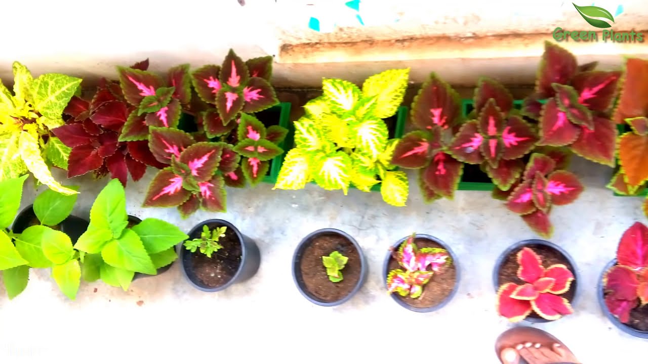 How to Propagate Lots of Coleus Plants WITH UPDATE | Mayana Propagation Easy Method//GREEN PLANTS
