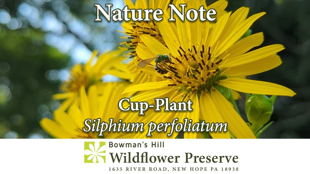 Nature Note: Cup-plant, get your neighbors into native plants!