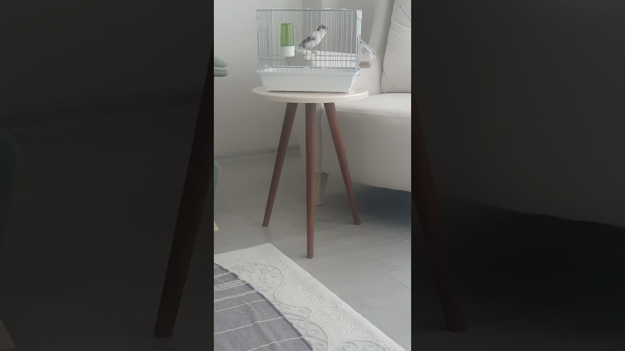 Bülbül Ötümlü Kanarya yavru kaba dersi