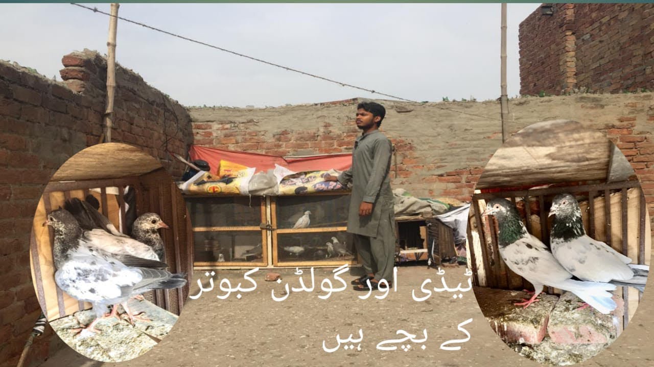 Teddy kabutri and Golden kabutar Lahore sa |Ali Hassan pigen 