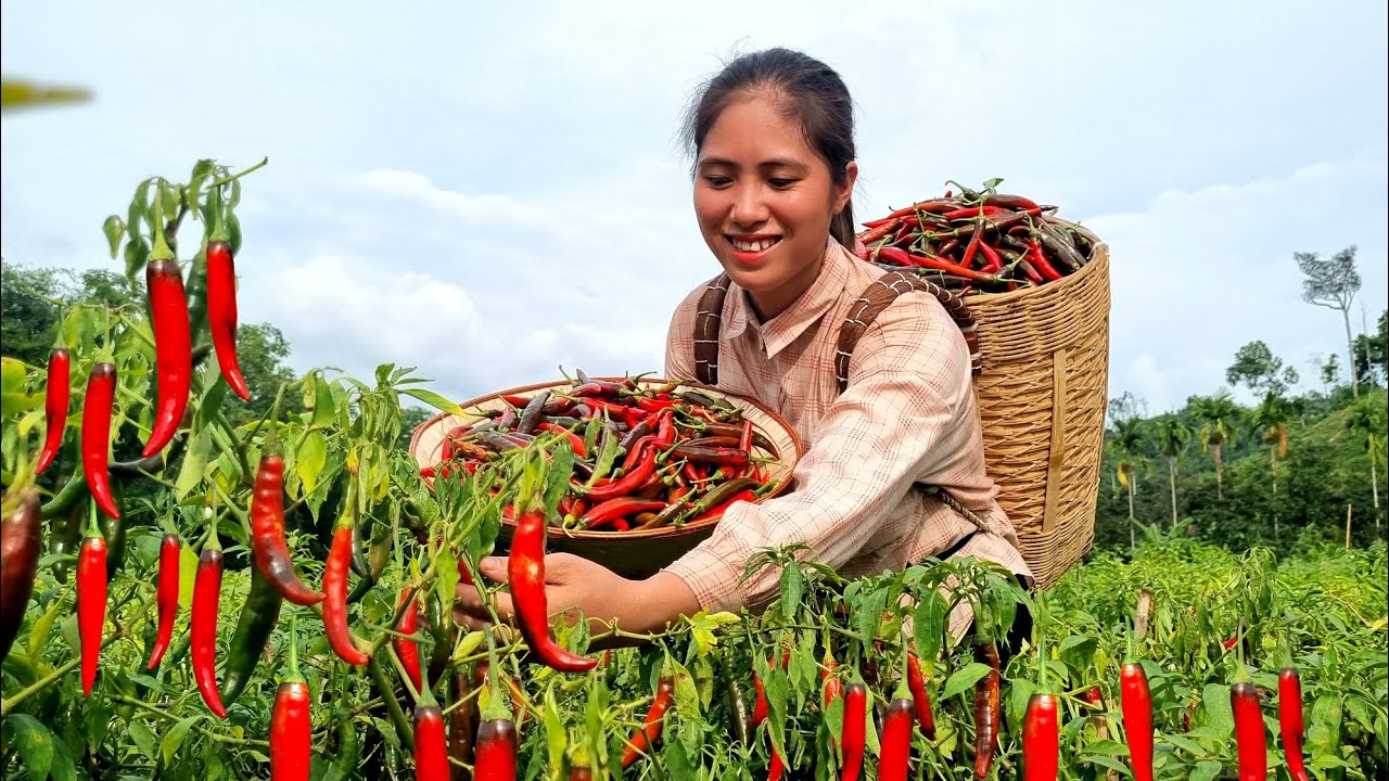 Harvesting Chili Garden go to the Market sell - The best way to eat Chili | Tran Thi Huong