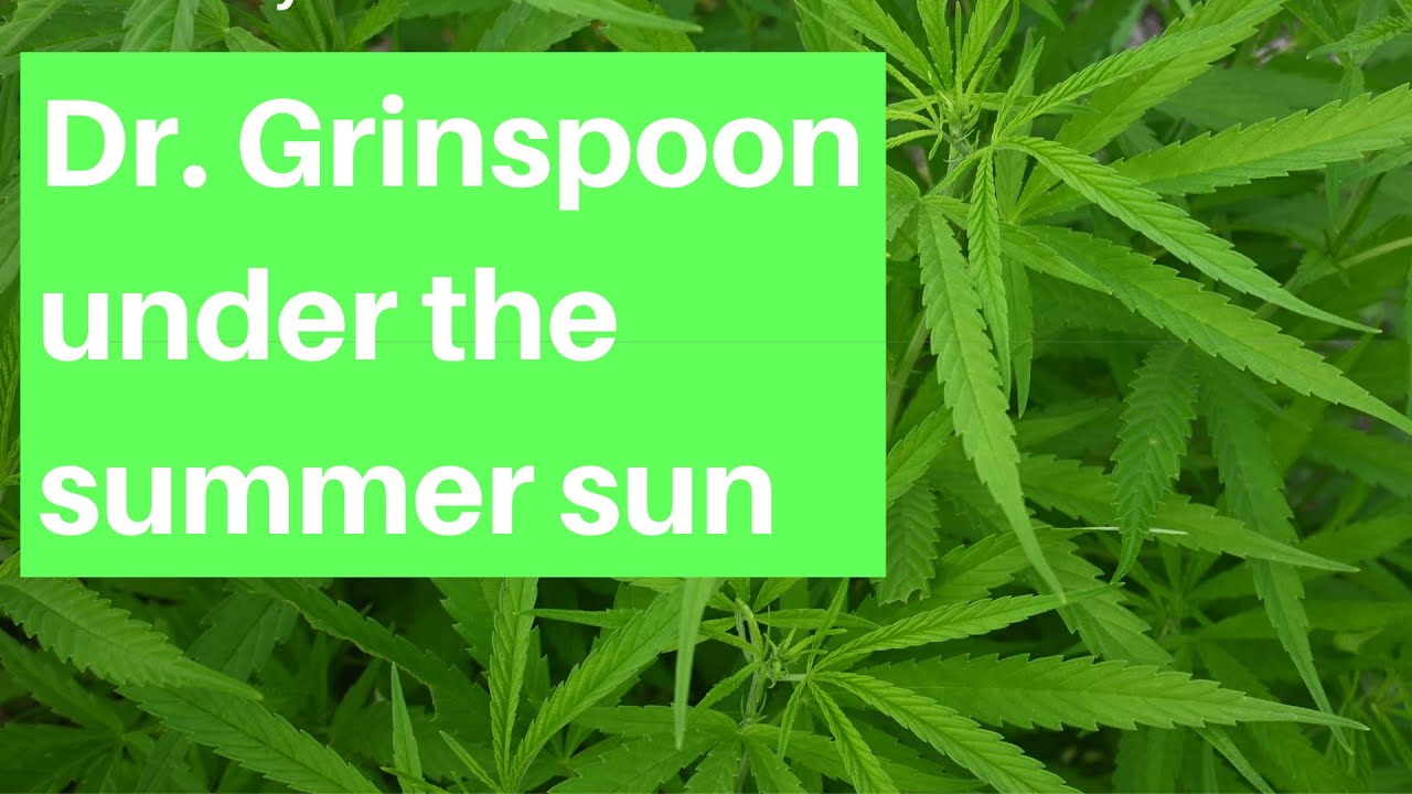 4K Dr. Grinspoon Summertime Grow