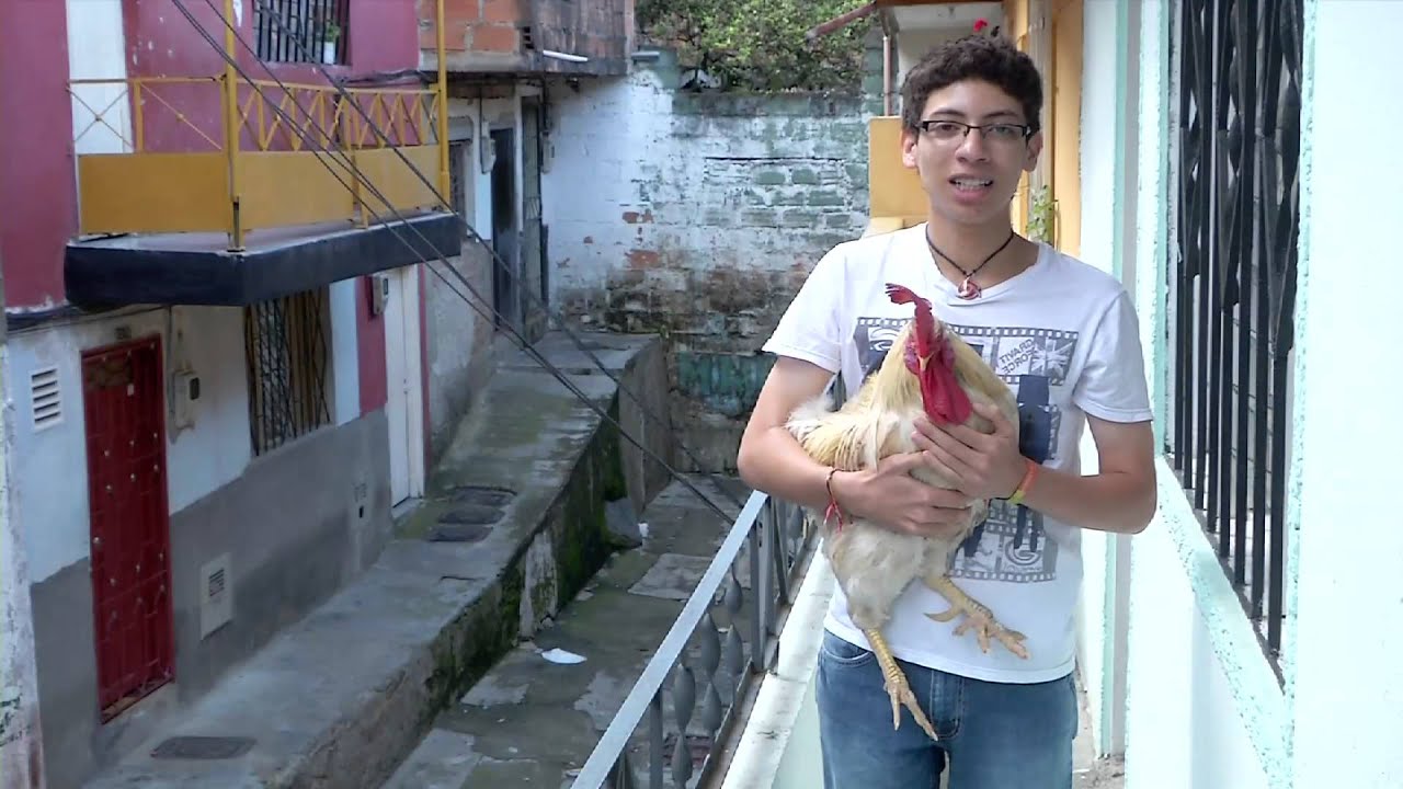 Mi mascota el gallo