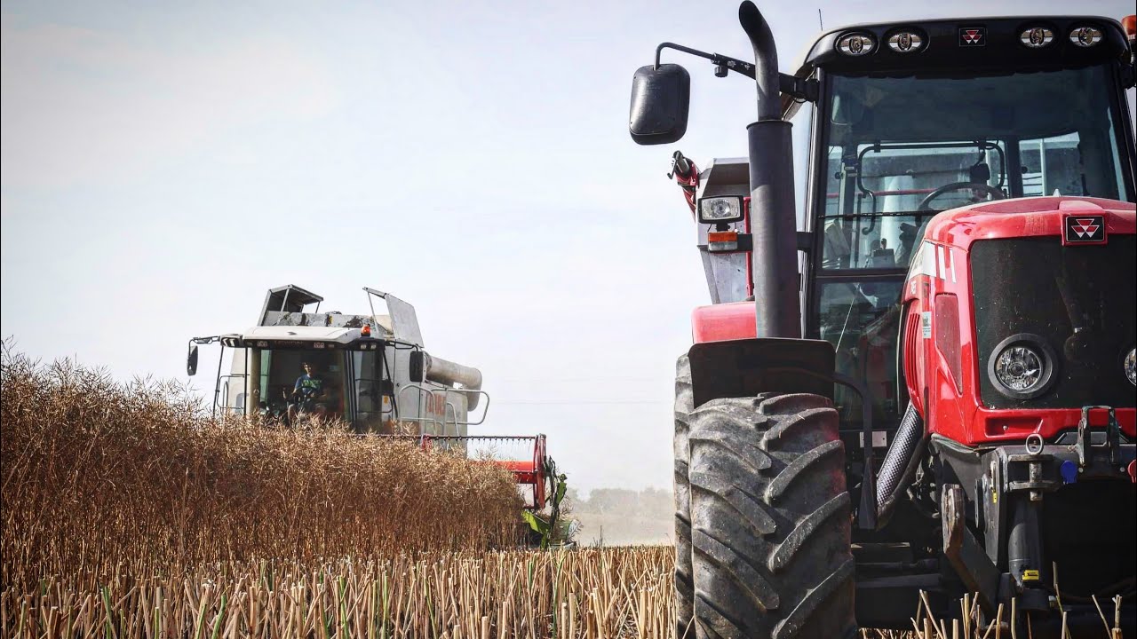 Rzepak 2023 Rozpoczęcie Żniw  Claasem LEXION 540