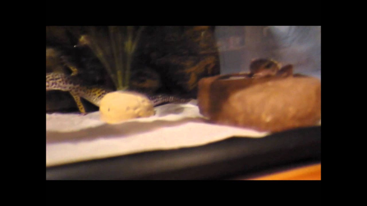 gecko love story