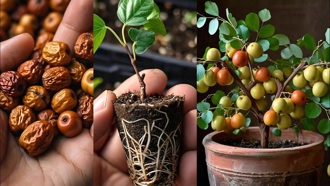 Unlock the Secrets: Jujube Tree Seed Germination
