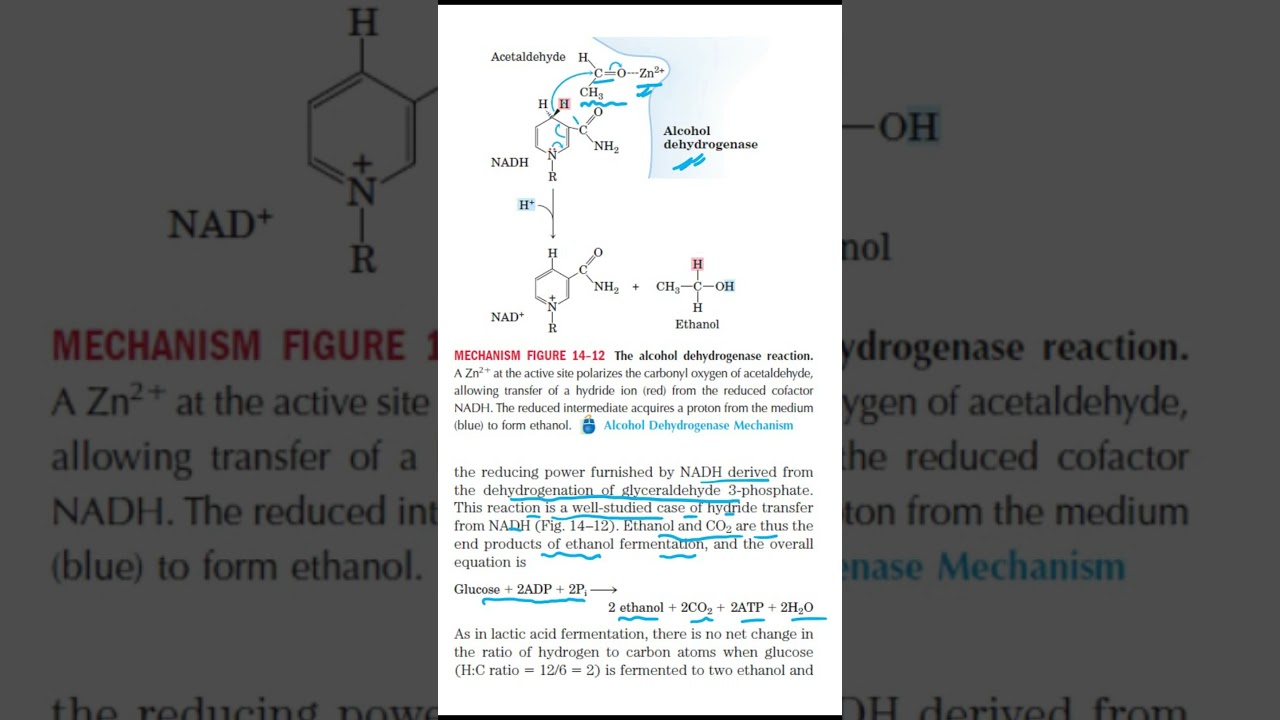 Mechanism of alcohol dehydrogenase|| GATE 2026|| Dr. Manisha Sinha