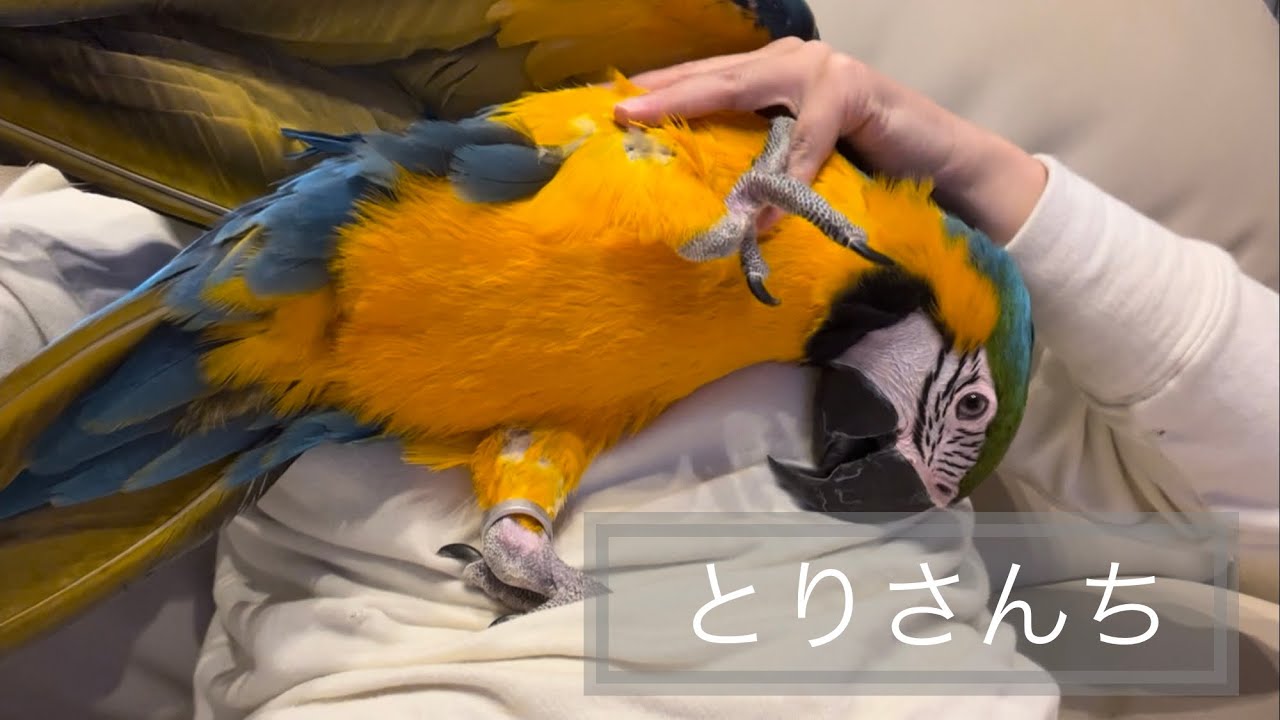 ルリコンゴウインコのあまえる攻撃　【macaw】