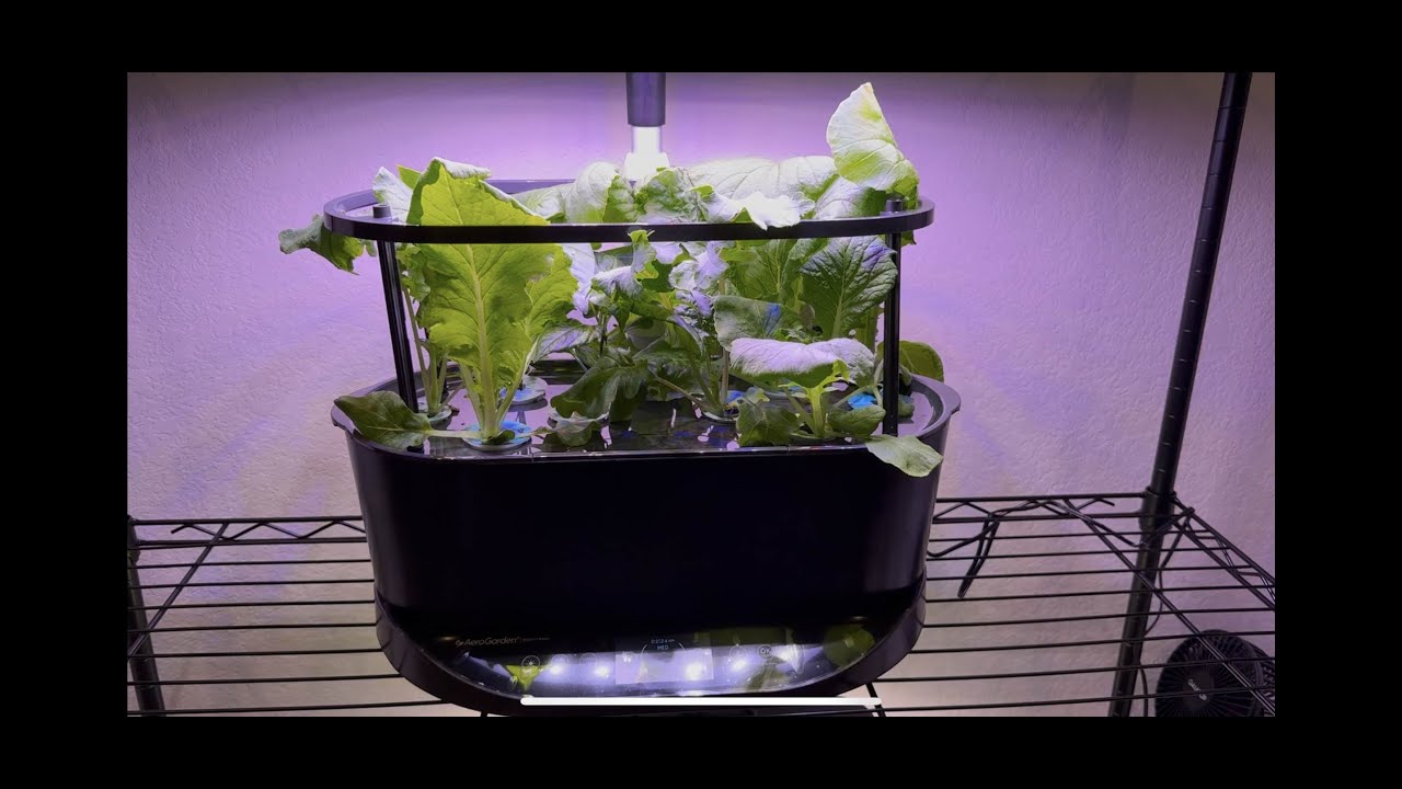 Starting Seeds in Hydroponic
