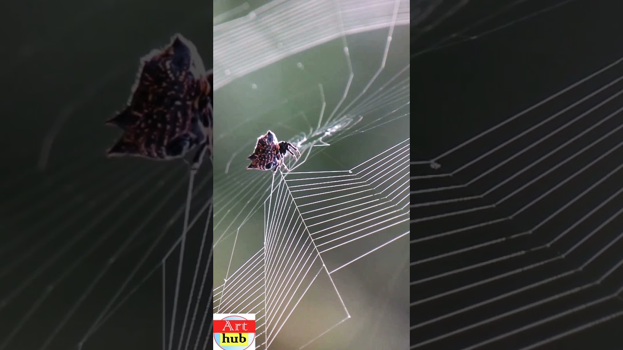 Spider Spinning Its Web - Close-Up # Amazing spider # Beautiful Spider Web Build Time-lapse #shorts