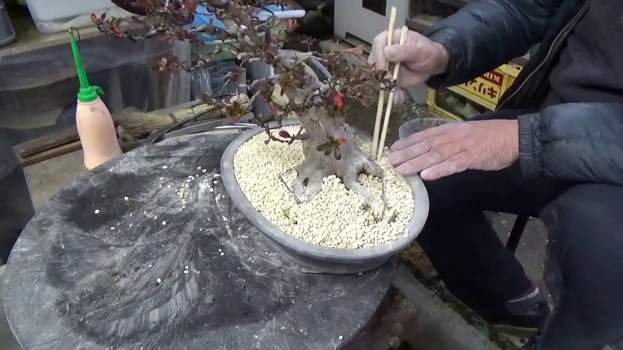 Azalea Bonsai. Repotting and done.