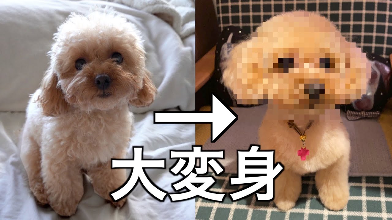人気サロンでトリミングしたら超絶美犬になったトイプードル