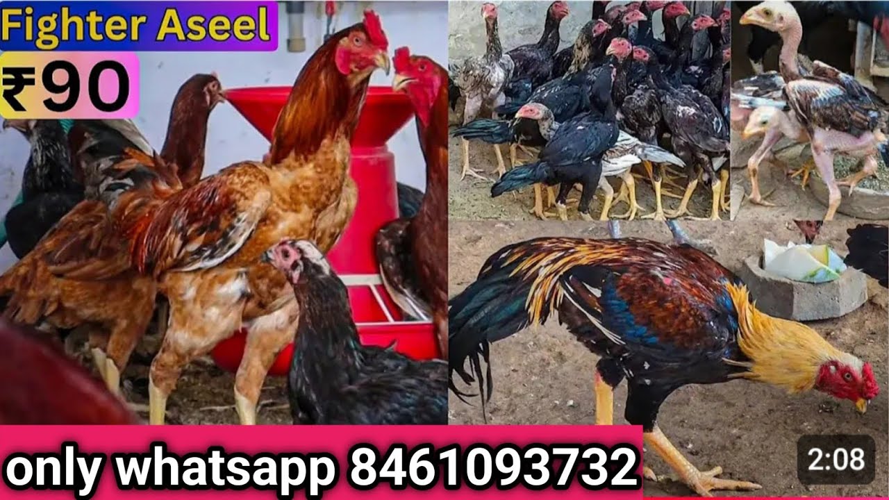 Pure Java Aseel Murga Adult and Chicks For Sale! Wholesale Price What's