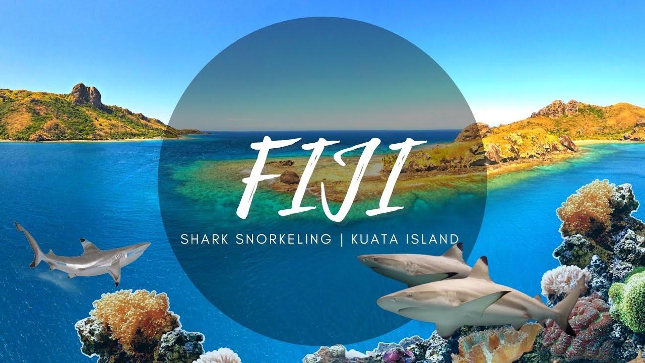 Fiji : Shark snorkeling at Barefoot Kuata Island