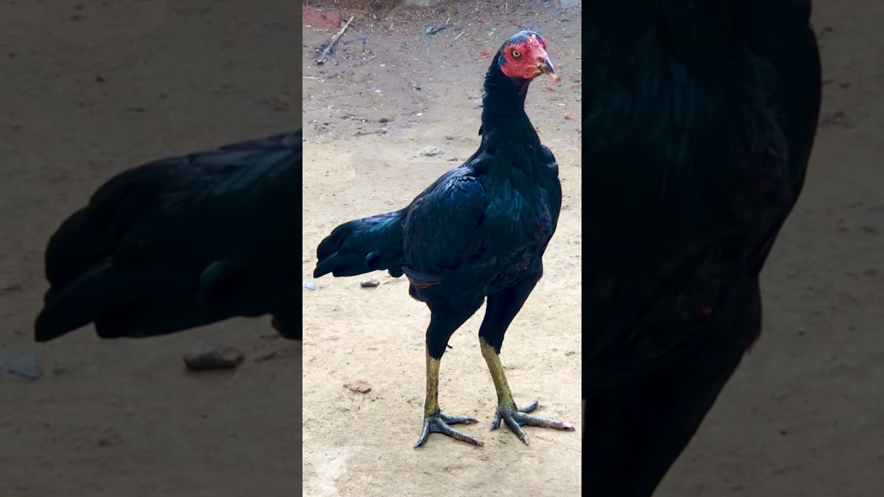 Aseel hen black line #aseel #rooster #hens