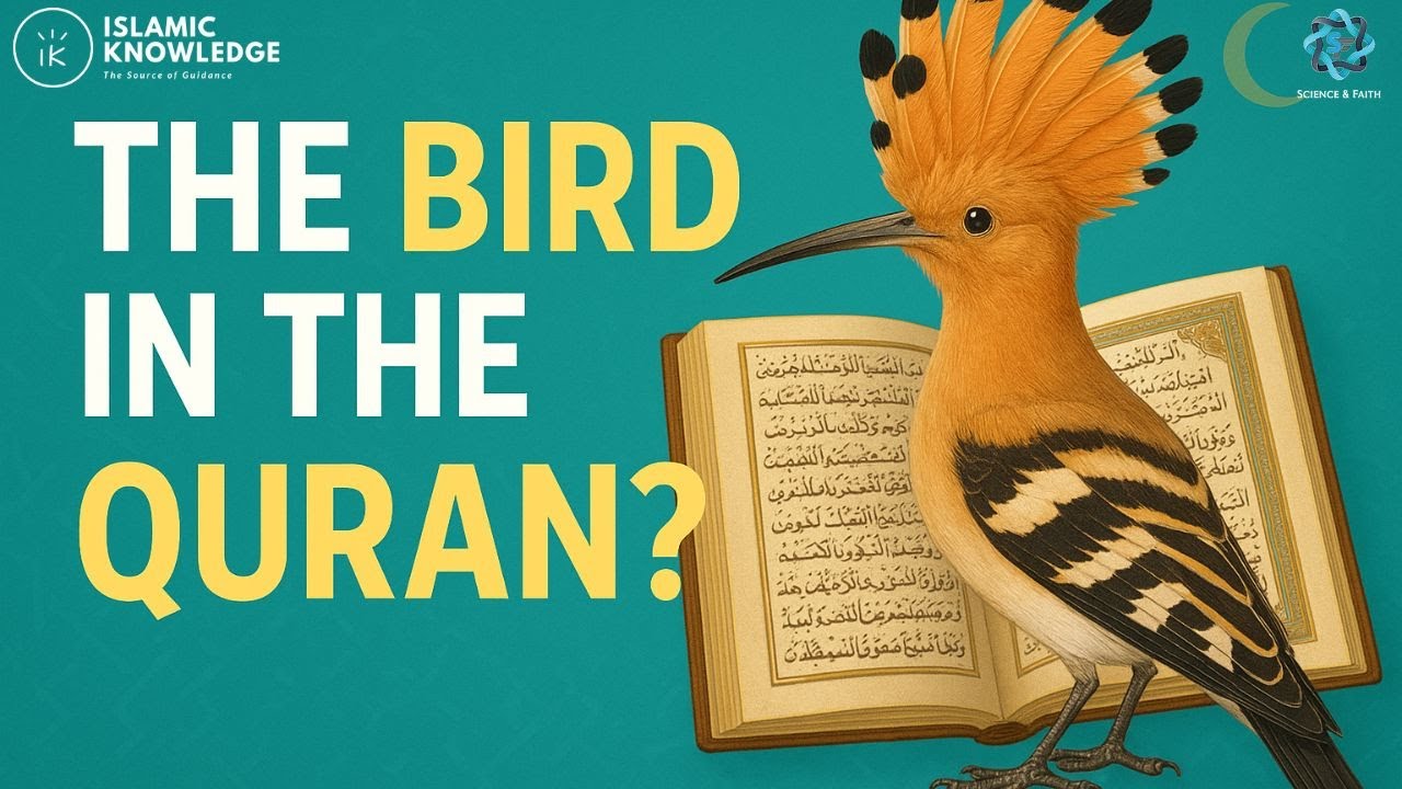 Why the Hoopoe Is the Only Bird Named in the Quran? | Islamic Knowledge