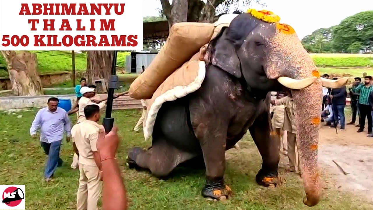 Mysuru Dasara 2022 : Abhimanyu Thalim  Weight Training @ 500 Kilograms | Jumboo Savari