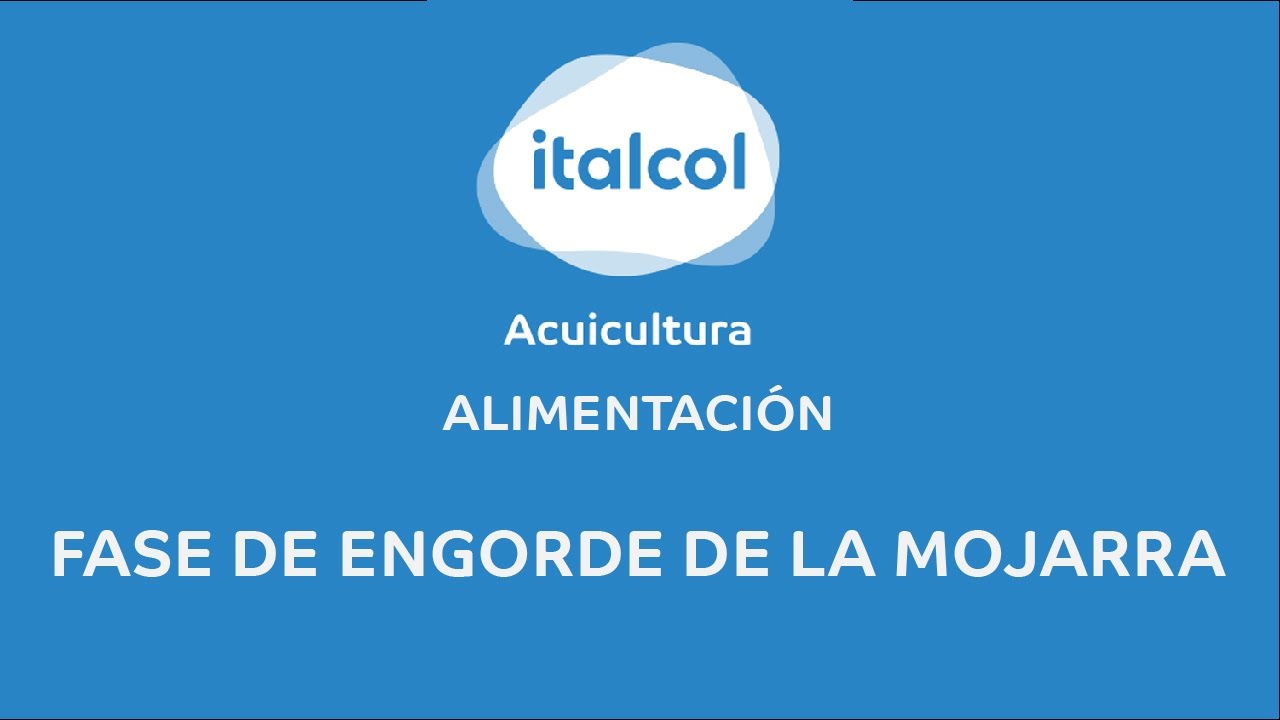 ALIMENTACI&Oacute;N - Fase de engorde de la  Mojarra