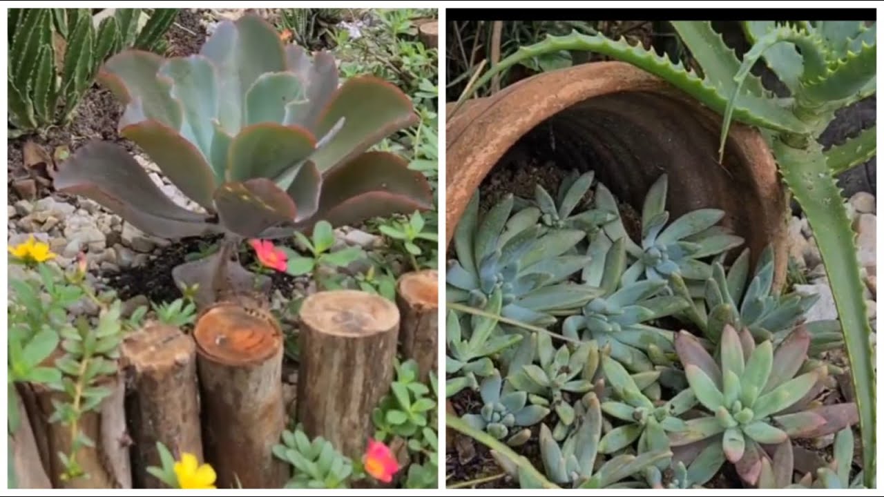 Soczysty ogr&oacute;d posadzony na podłodze - jak jest teraz - Ch&aacute;cara mm #Shorts