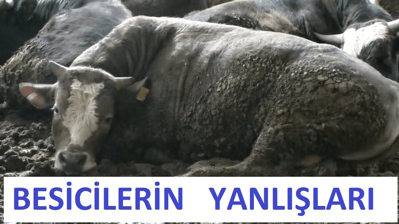 BESİCİLER NEREDE YANLIŞ YAPIYOR ? ( Besi Nasıl Yapılır ? )