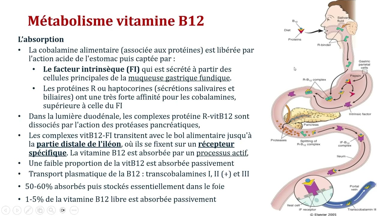 Le déficit en Vitamines B12 Pr Zoubida Tazi Mezalek Maroc