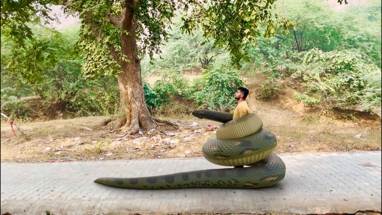 Anaconda vs. King Cobra: Ultimate Snake Showdown
