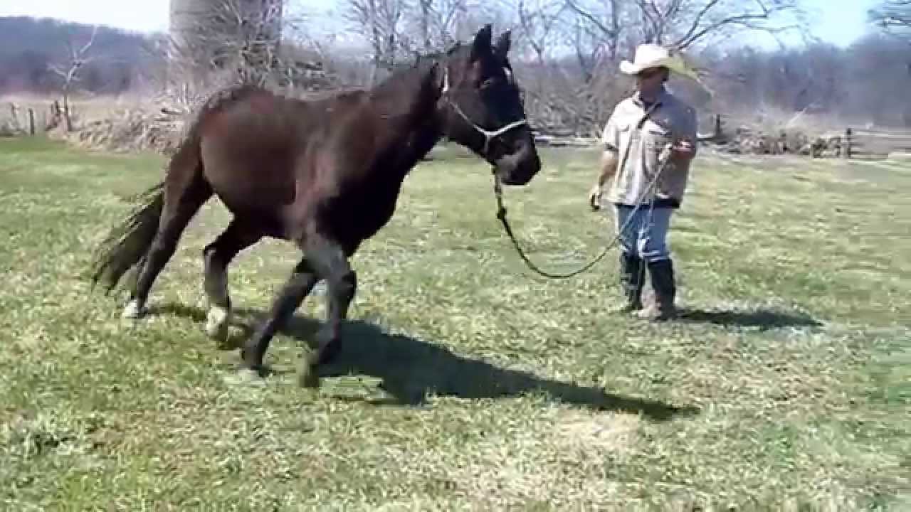Stringhalt in Horses - Irongate Equine Clinic - WI