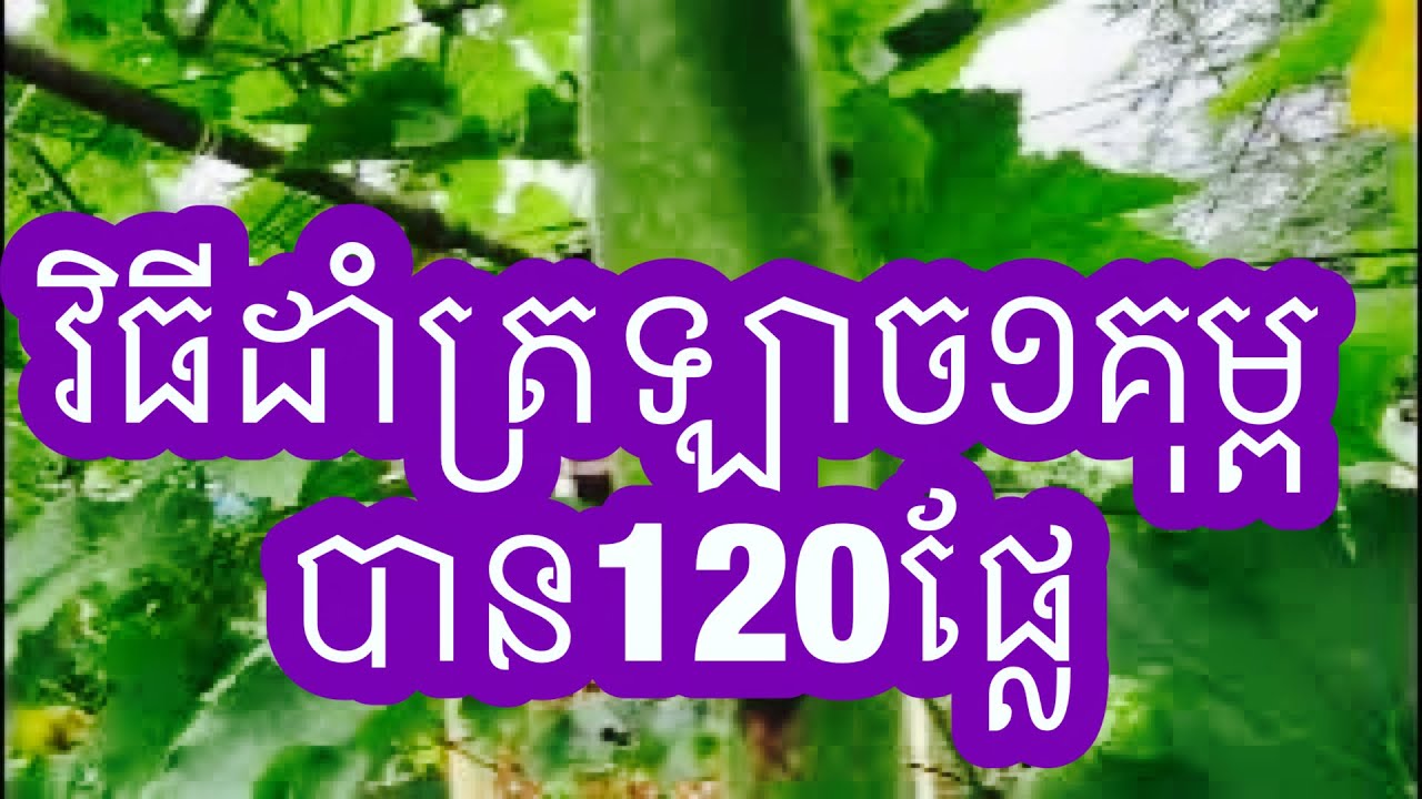 វិធីសាស្ត្រដាំត្រឡាច បាន ១២០ផ្លែក្នុងមួយគុម្ពរបស់កសិករមាស ជុន/Methodofgrowing the Seaweed120 fruits
