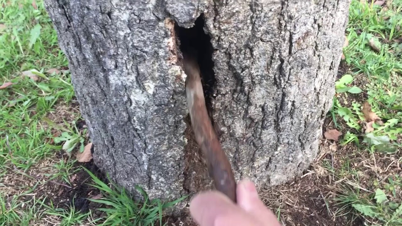 TREE DECISIONS  Why do you prune?