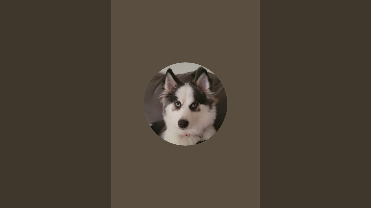 Luna the Puppy is live!