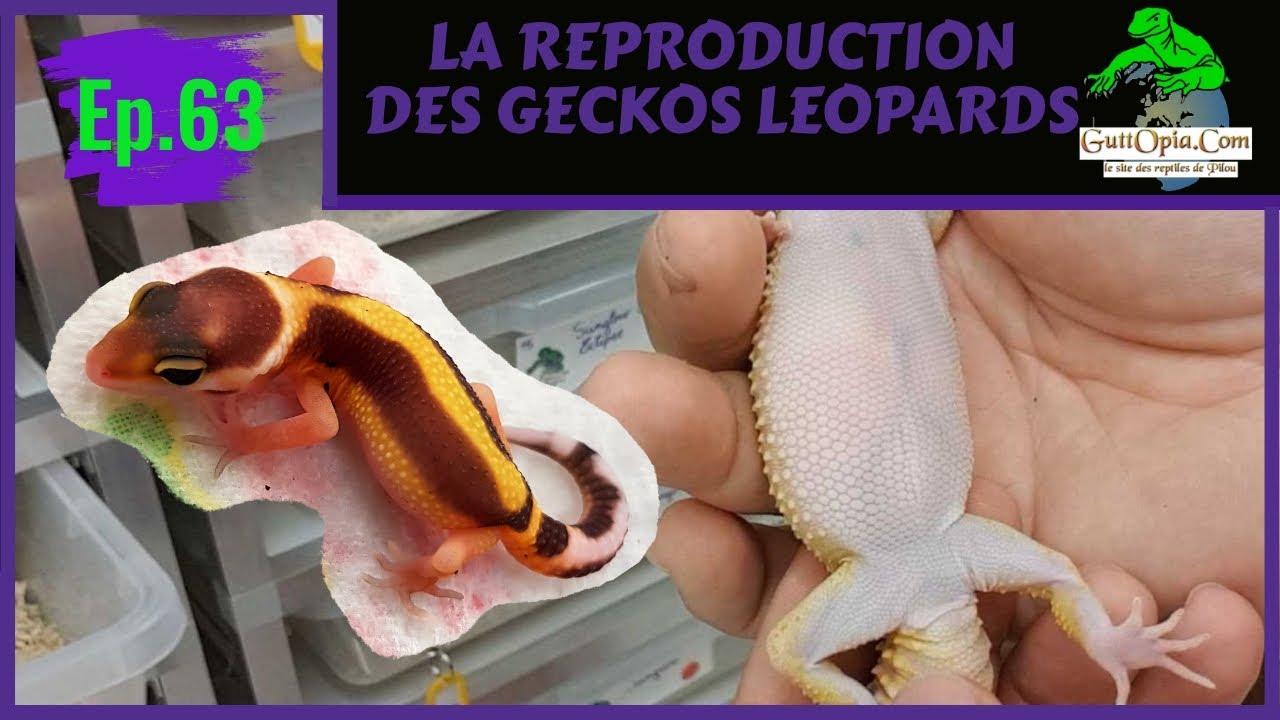 Ep. 63 - Reproduction des geckos leopards (Eublepharis macularius) chez GuttOpia.Com
