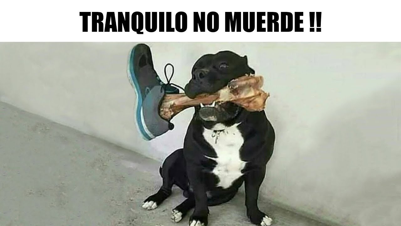 MEMES RANDOM #38