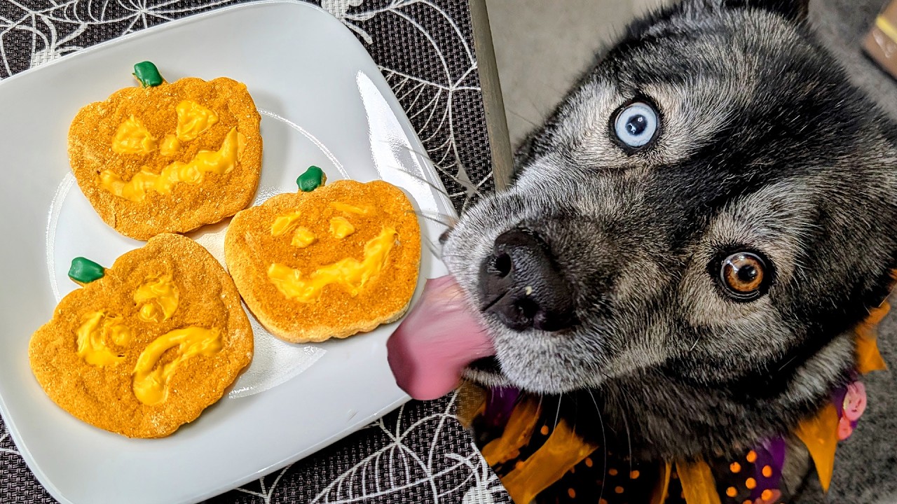Мы сделали милейшие тыквенные лакомства для наших собак своими руками 🎃 Лакомства для собак на Хэ...