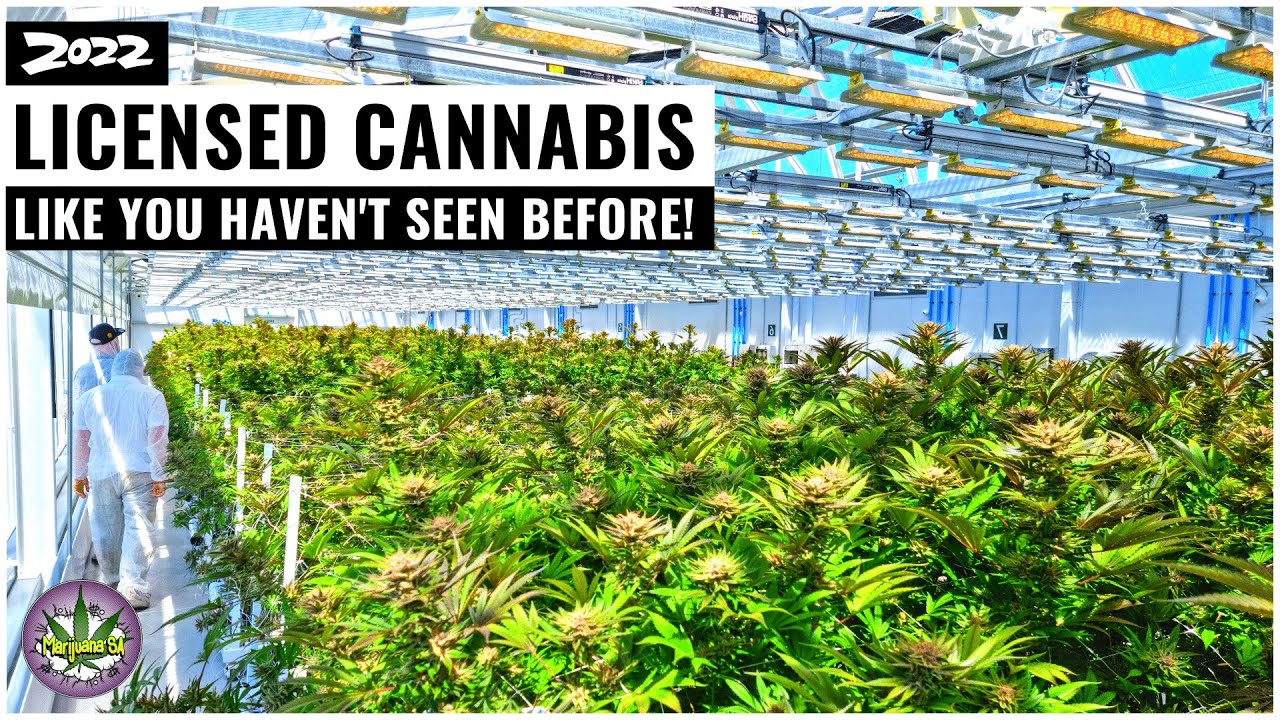 Exploring a Licensed Hydroponic Cannabis Facility in South Africa!