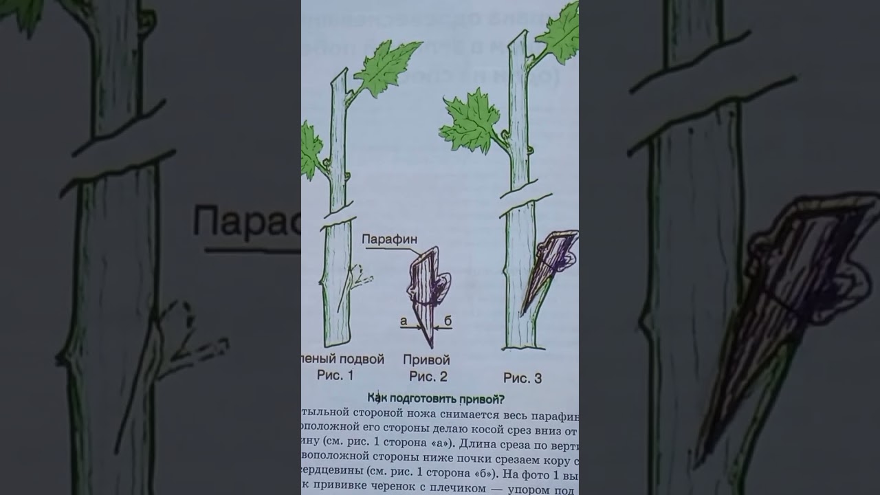 Прививка (в зарез) очень тонким черенком,
