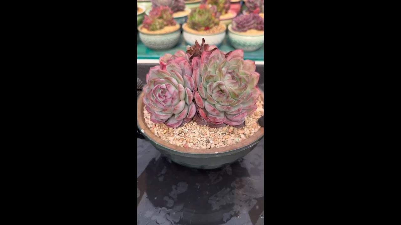 冬季养多肉，温度很重要，大多数多肉...养护