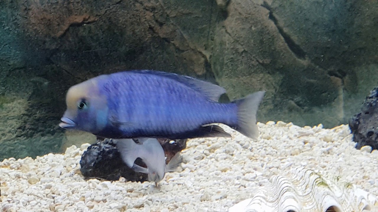 Blue Dolphin cichlids breeding part 2 of 3