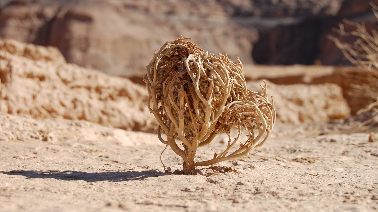 Cette plante morte va ressusciter ! - ZAPPING SAUVAGE