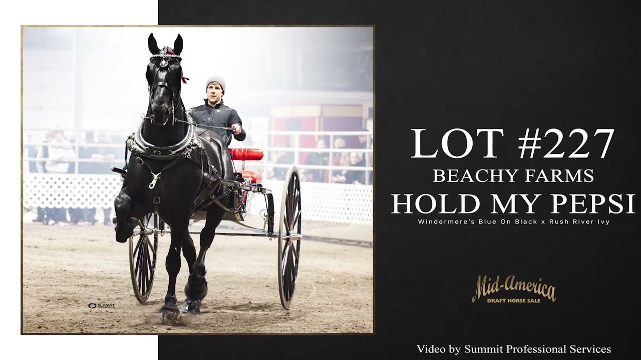 Lot 227 Beachy Farms Hold My Pepsi