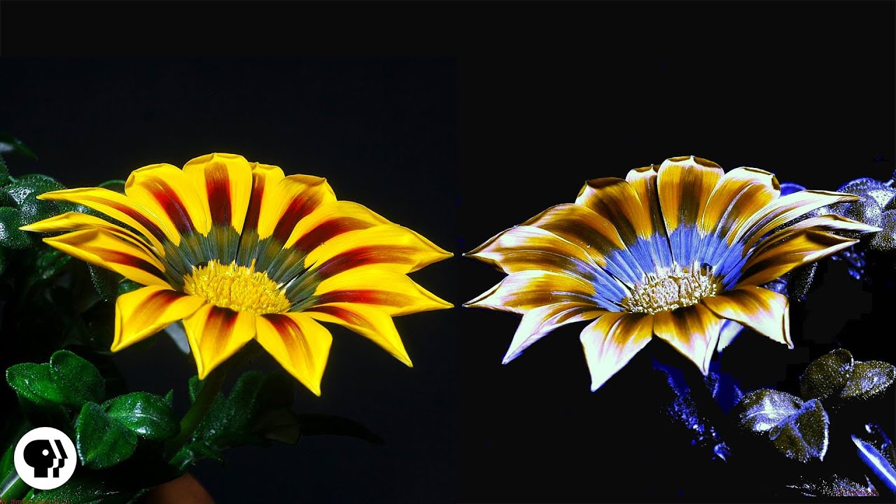How Bees Can See the Invisible