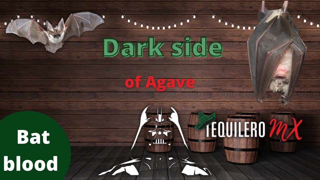 The Dark side of agave: Bats in Danger