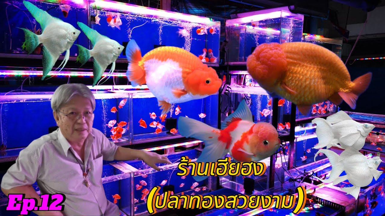 ร้านเฮียฮง  ปลาทอง​(Lionhead &​ Oranda​ Gold​fish)​🐟Ep.12