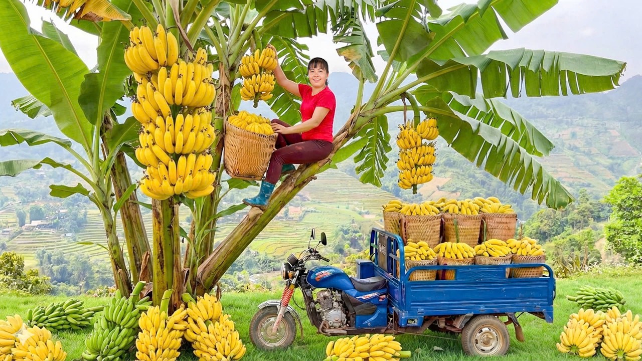 Rewind Timelalse -- Harvesting Huge Big Bunches of Bananas - 3-Wheeled Truck To Market To SELL