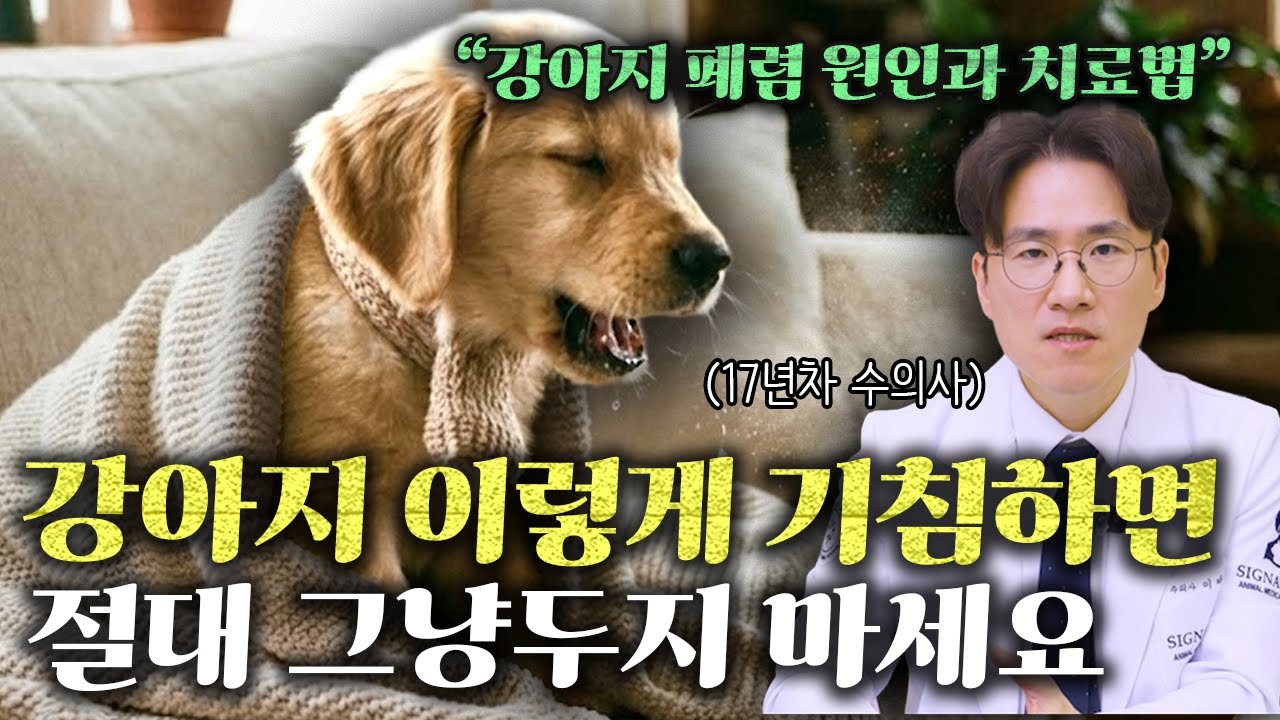 강아지 폐렴 증상과 치료법 (절대 무시하면 안 됩니다)